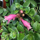 Aeschynanthus Thai Pink Plant