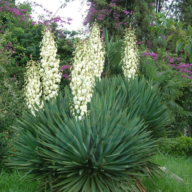 Agave Sisalana Cactus Plant