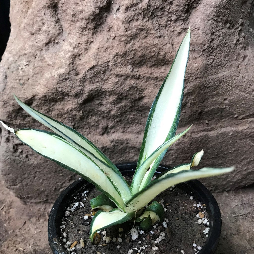 Agave Desmettiana Quicksilver Plant - myBageecha