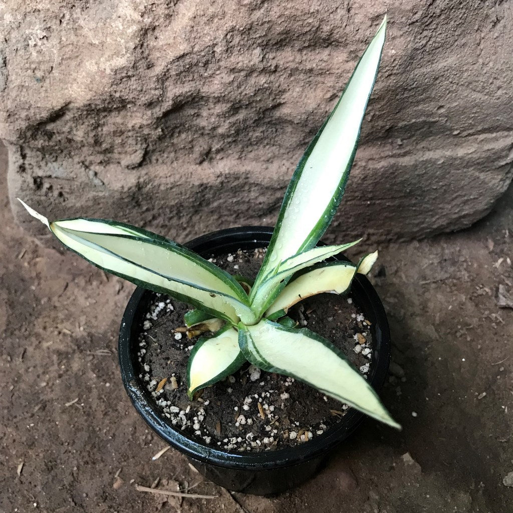 Agave Desmettiana Quicksilver Plant - myBageecha