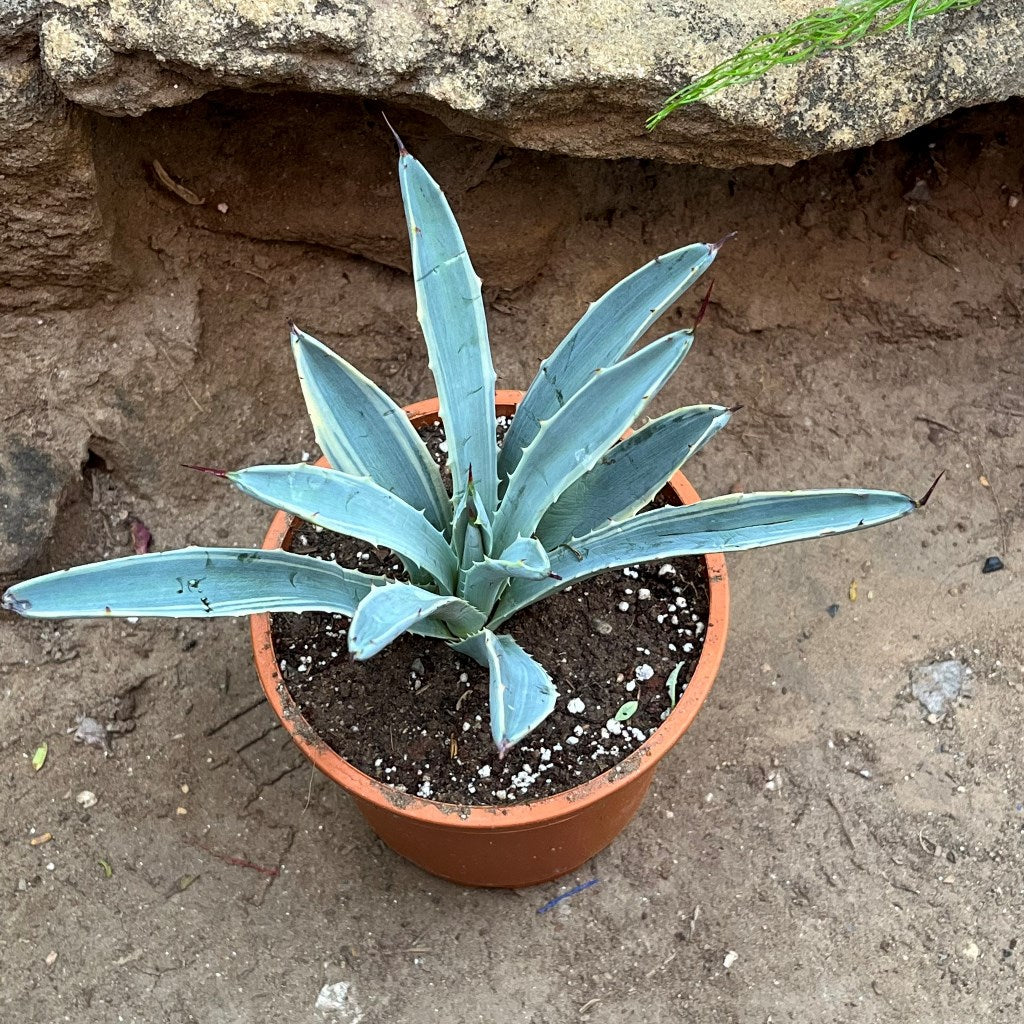 Agave Macroacantha Blue Ribbon Plant - myBageecha