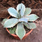 Agave Potatorum Snowfall Cactus Plant