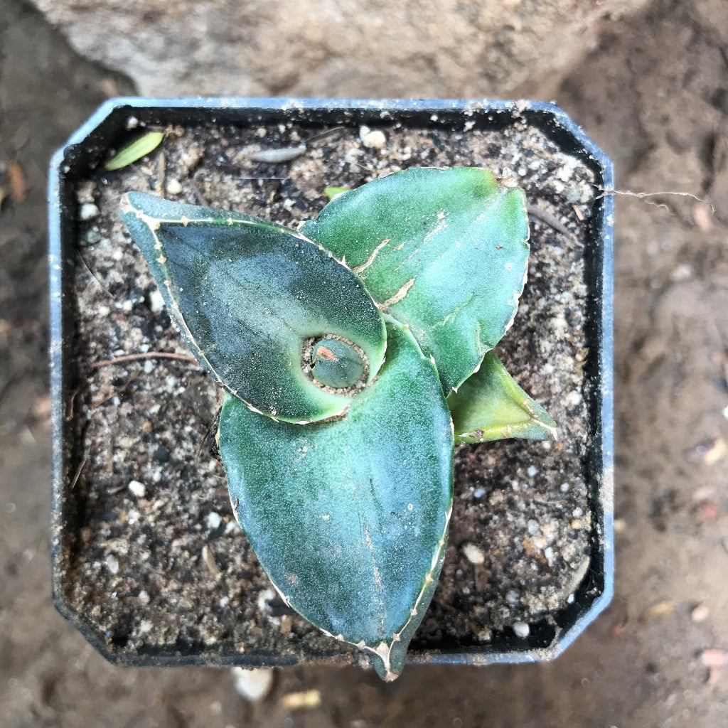 Agave Pumila Plant - myBageecha