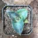 Agave Pumila Plant