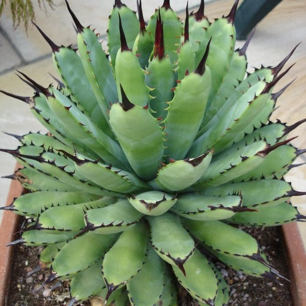 Agave Royal Spine Plant - myBageecha