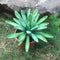 Agave Royal Spine Plant