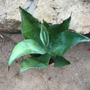 Agave Salmiana Plant