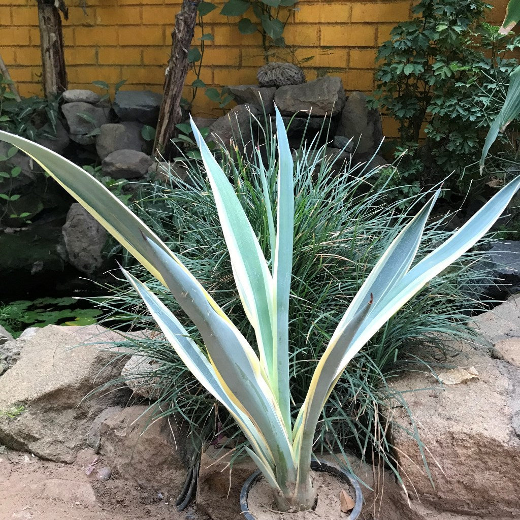 Agave Tequilana Sunrise Plant - myBageecha