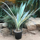 Agave Tequilana Sunrise Plant