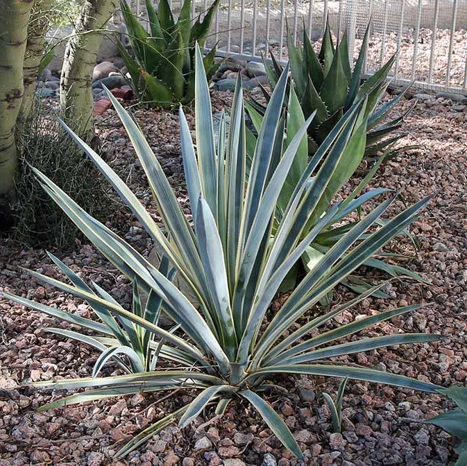 Agave Tequilana Sunrise Plant