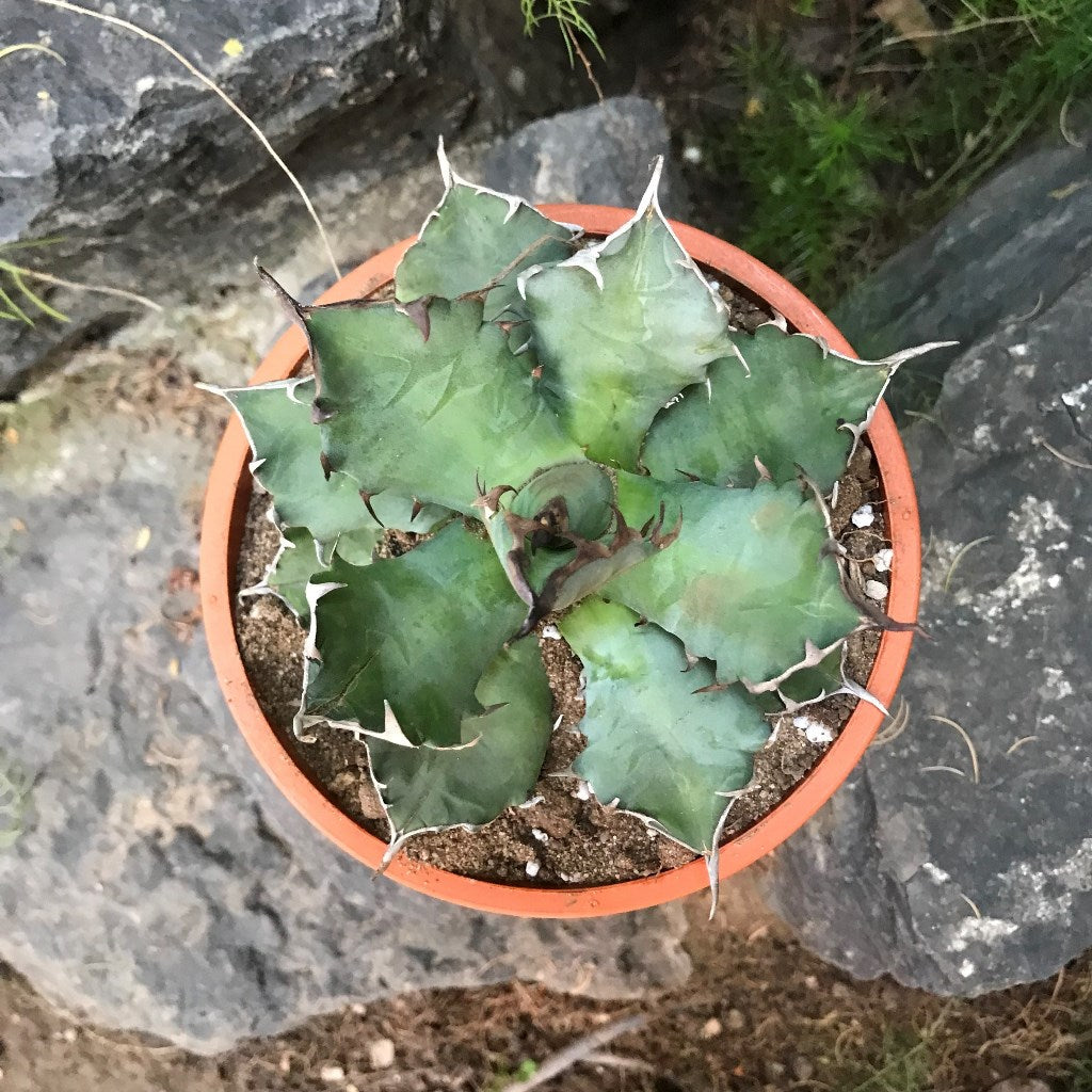 Agave Titanota Dwarf Cactus Plant - myBageecha