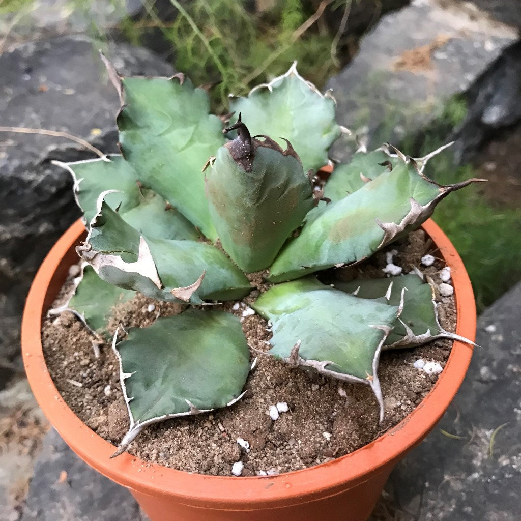 Agave Titanota Dwarf Cactus Plant - myBageecha