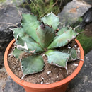 Agave Titanota Dwarf Cactus Plant