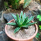 Agave Victoriae Reginae Queen Victoria Cactus Plant