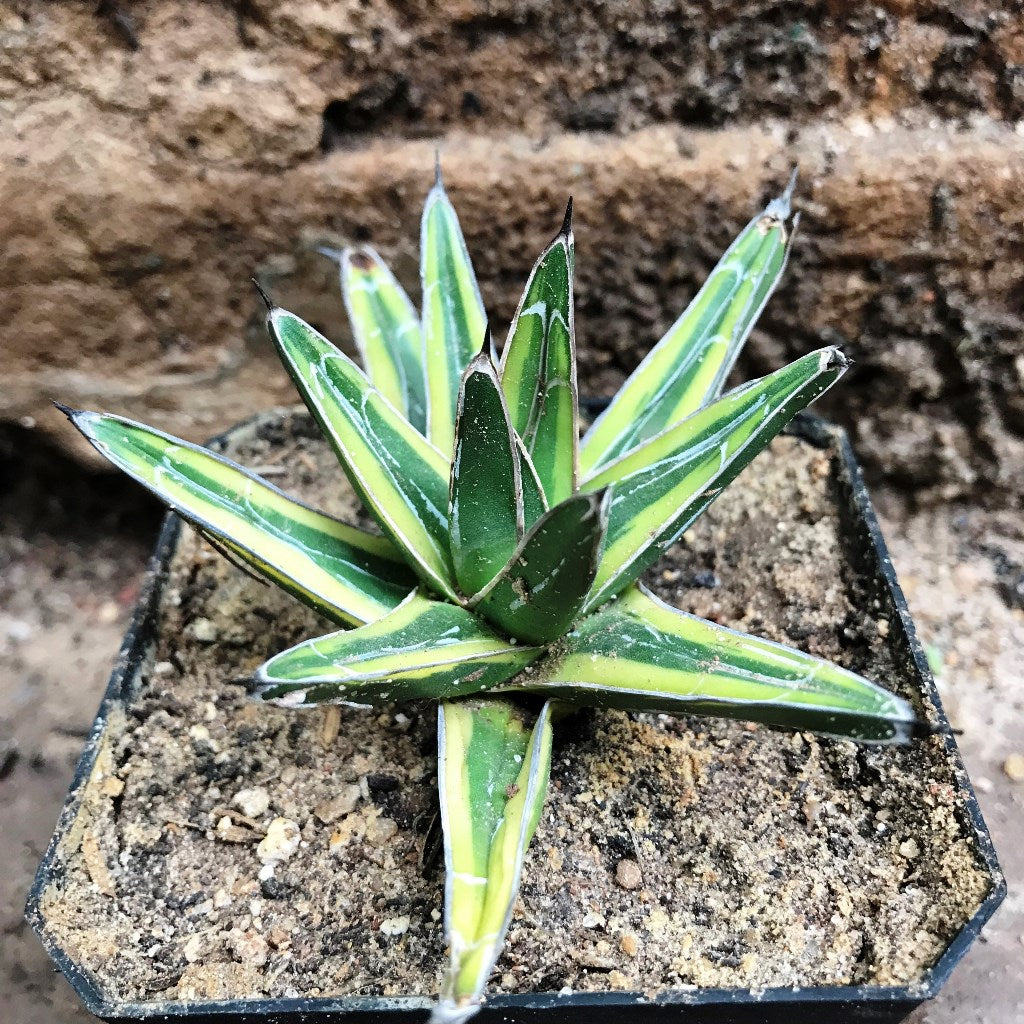 Agave Victoria Regiane Golden PrincessPlant - myBageecha