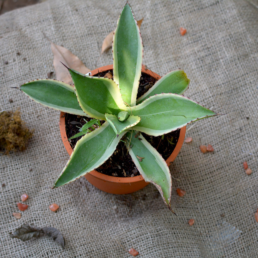 Agave Celsii Multicolour Plant - myBageecha