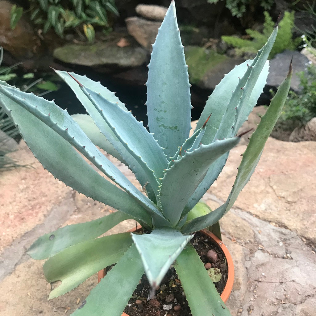pflanze elefantenfu pflege Elefantenfuss | Beaucarnea recurvata