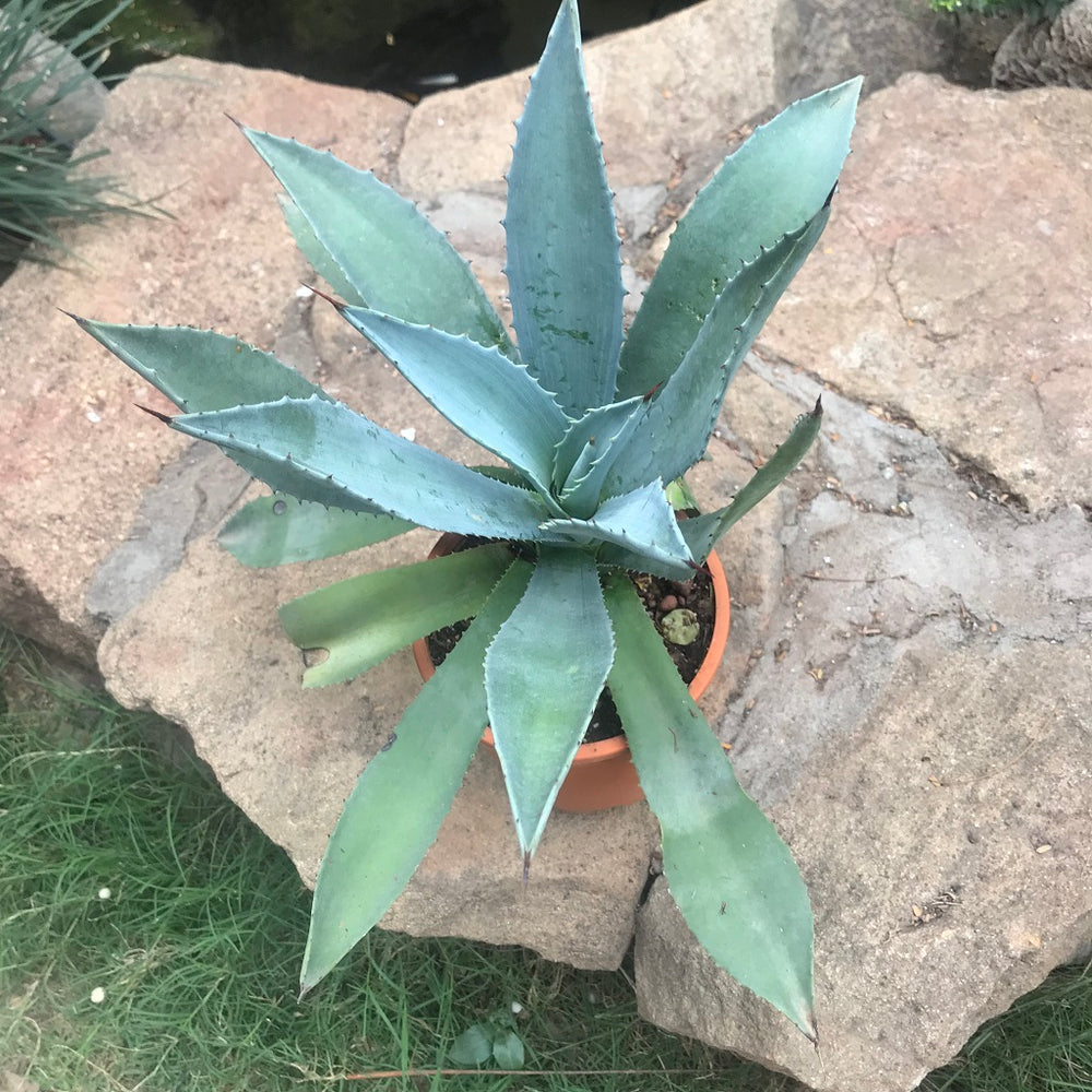 Buy Cactus Plants Online in India At Best Prices myBageecha