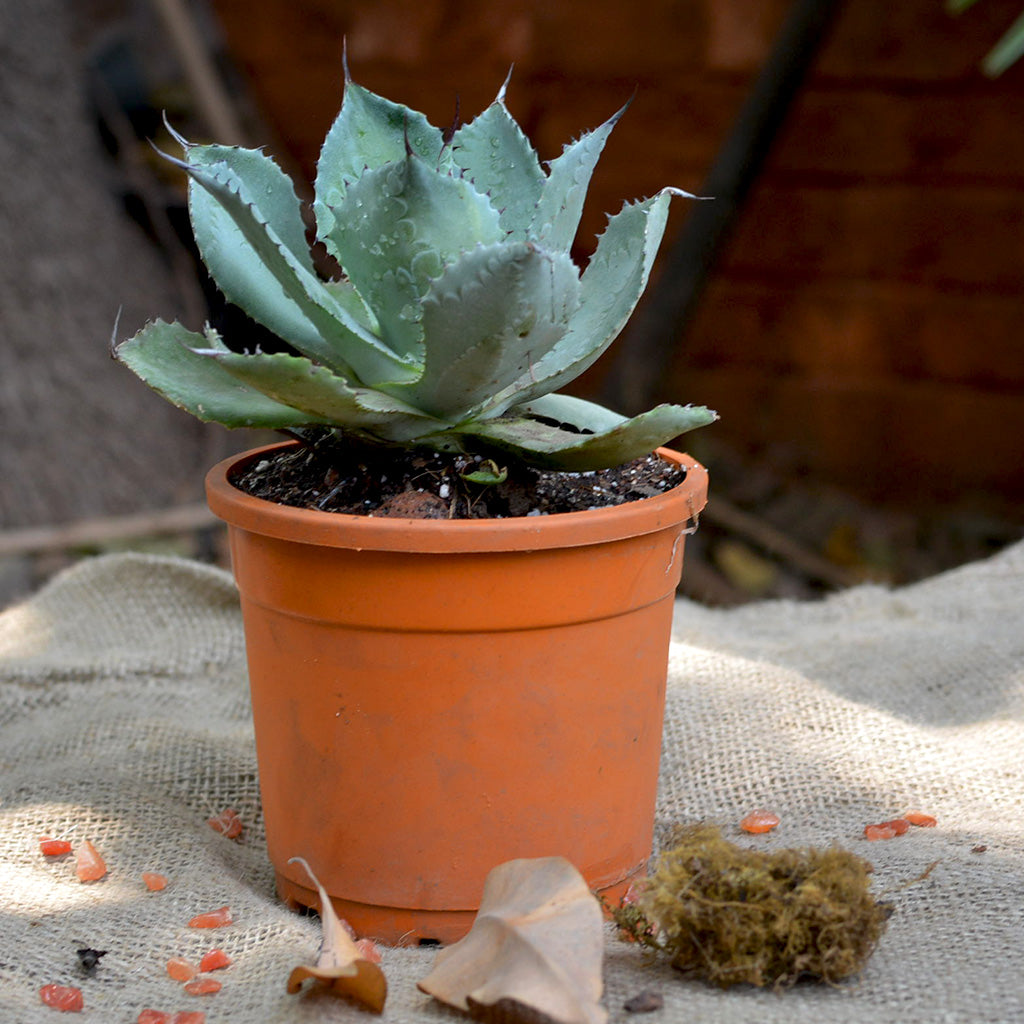 cameron succulent Agave potatorum Cameron Blue Cactus Plant