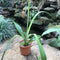 Agave Sisalana Cactus Plant