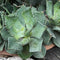 Agave Potatorum Cameron Blue Plant
