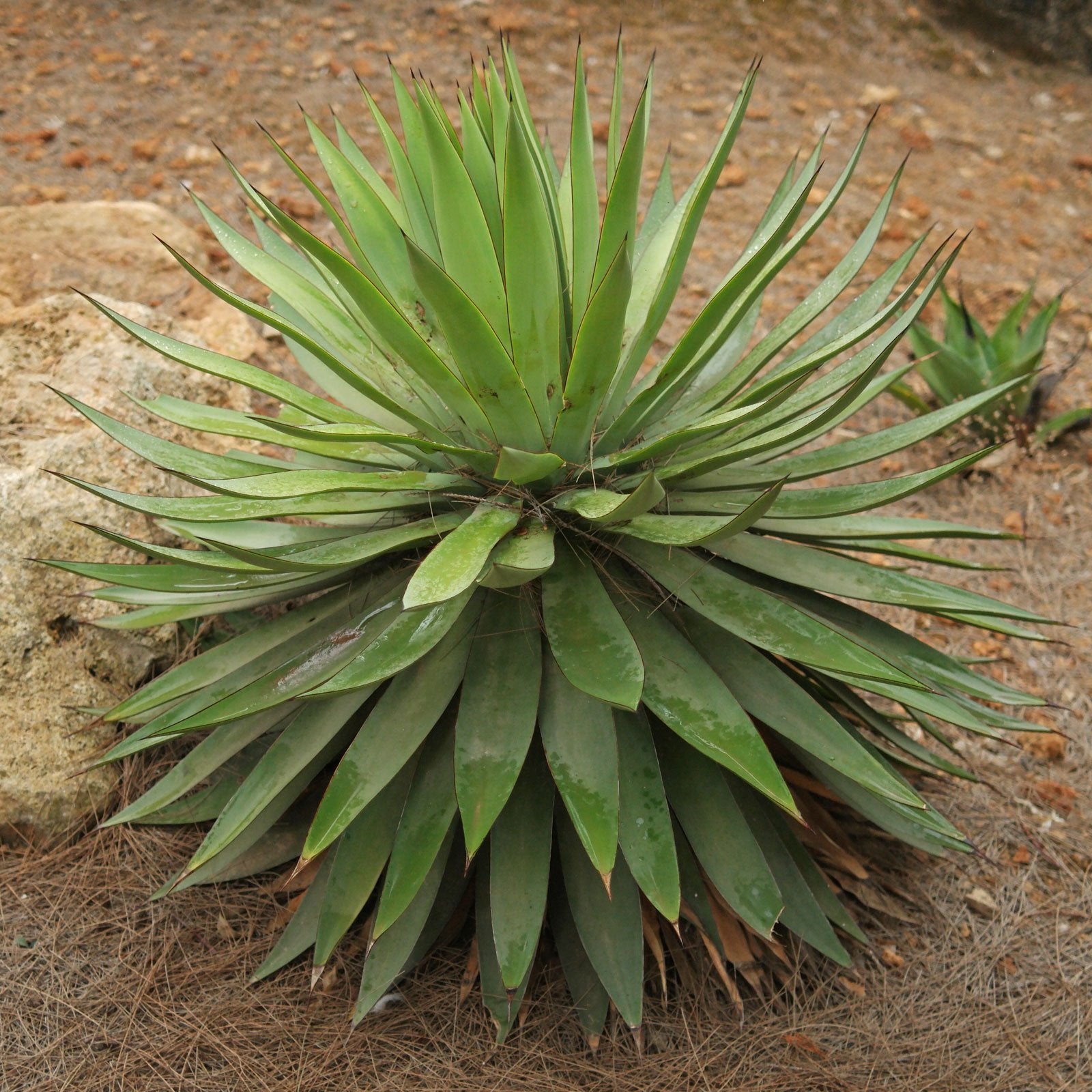 Agave Angustifolia Cactus Plant - myBageecha