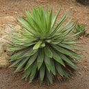 Agave Angustifolia Cactus Plant