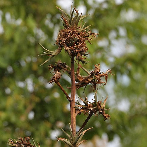 Agave Angustifolia Cactus Plant - myBageecha