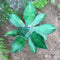 Agave Colorata Cactus Plant