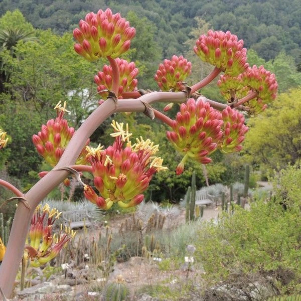 Agave Colorata Cactus Plant - myBageecha