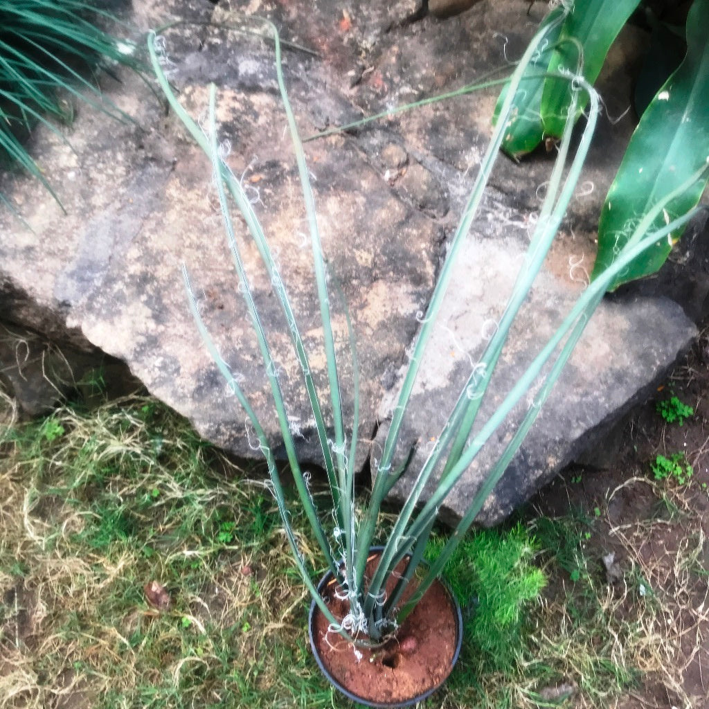 Agave Geminiflora Plant - myBageecha