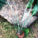 Agave Geminiflora Plant