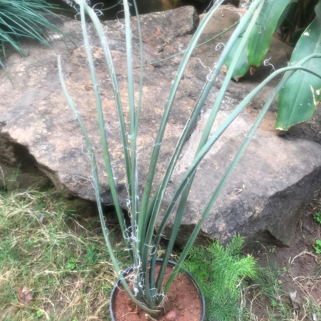 Agave Geminiflora Plant - myBageecha