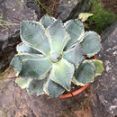 Agave Potatorum Bluewinds Plant