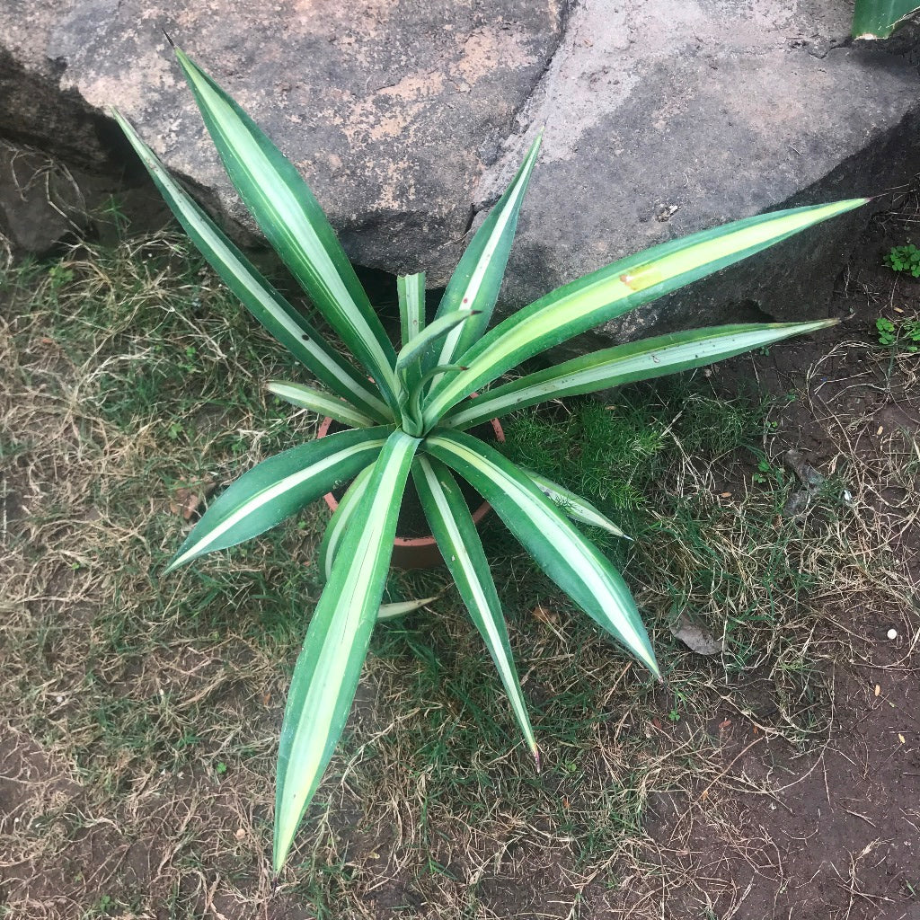 Agave Sisalana mediopicta Plant - myBageecha