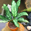 Aglaonema Commutatum Plant