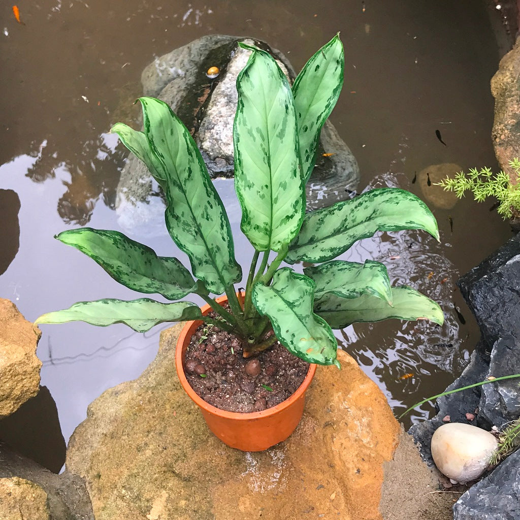 aglaonema moonshine Aglaonema Moonlight Bay Plant – Indoor Air Purifying Evergreen Foliage