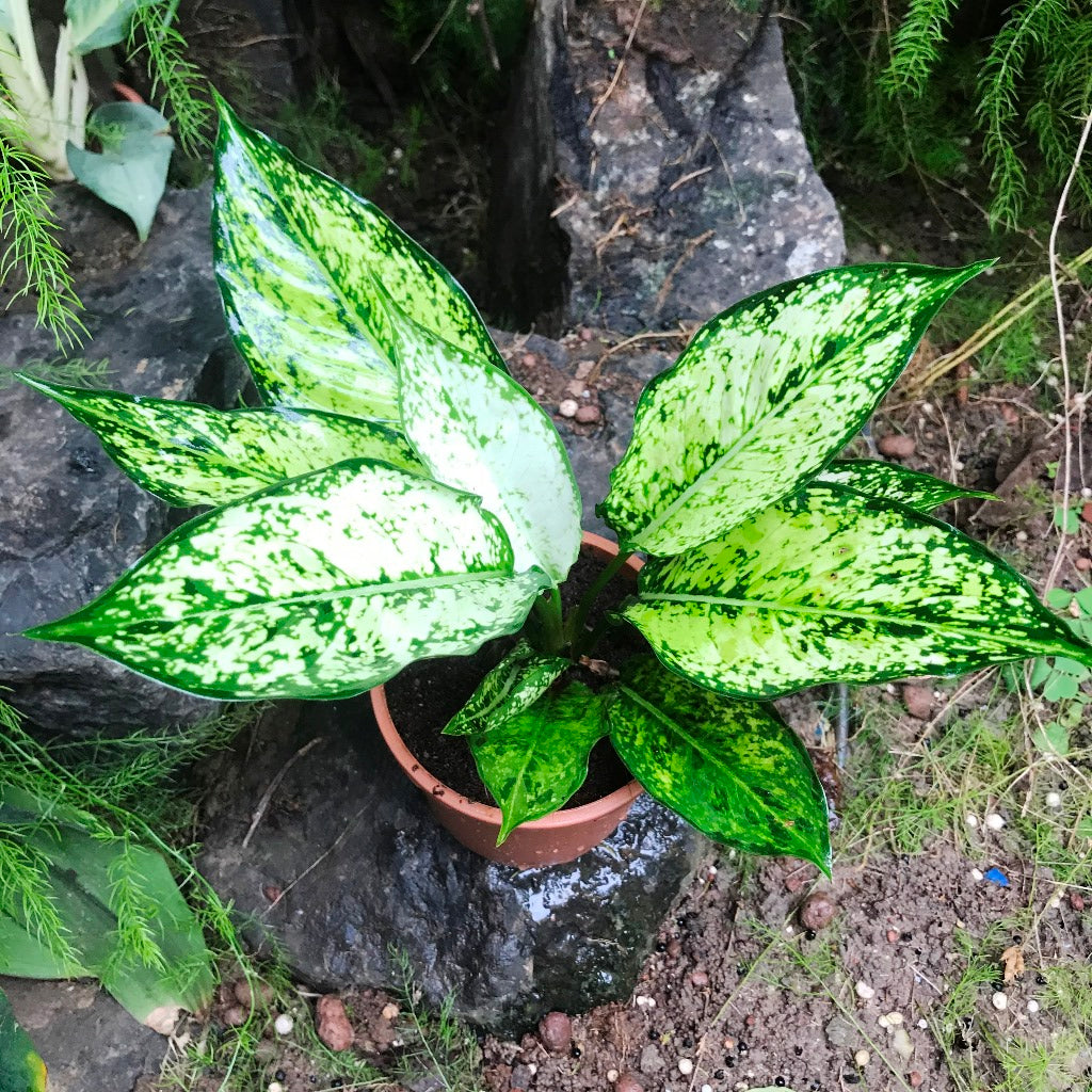aglaonema compact Aglaonema Costatum Plant – Indoor Decorative Evergreen Foliage