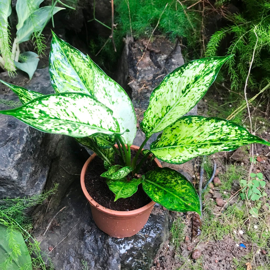 Aglaonema Costatum Plant - myBageecha