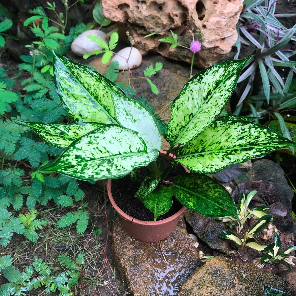 aglaonema costatum nome popular Aglaonema Costatum Plant – Indoor Decorative Evergreen Foliage