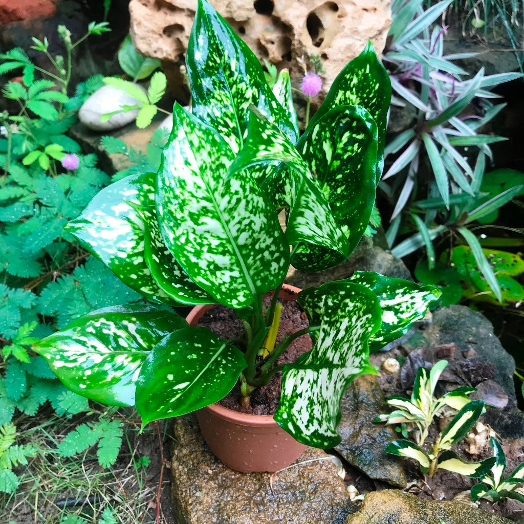 aglaonema green with white spots Aglaonema Green Plant – Indoor Low Maintenance Evergreen Foliage