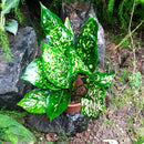 Aglaonema Green Plant