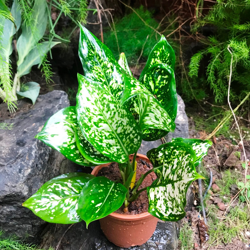 Aglaonema Green Plant - myBageecha