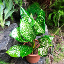 Aglaonema Green Plant