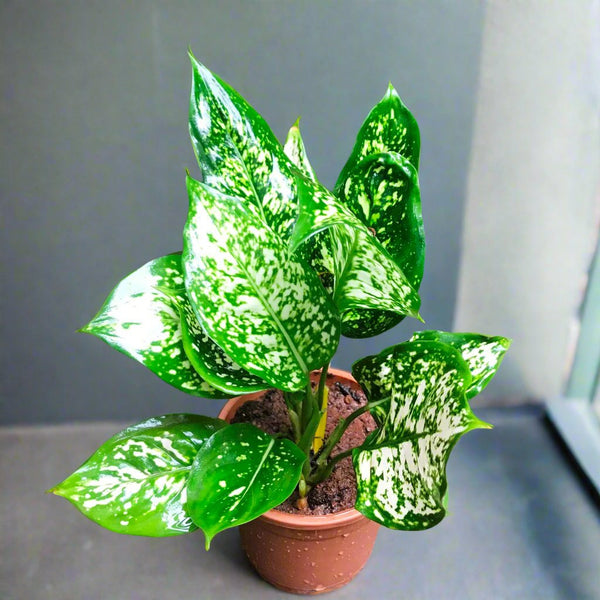 Aglaonema Green Plant – Indoor Low Maintenance Evergreen Foliage