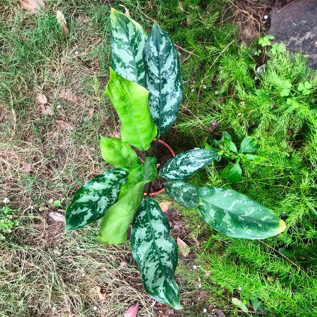 aglaonema emerald holiday Aglaonema Emerald Beauty Plant – Indoor Air Purifying Evergreen Foliage