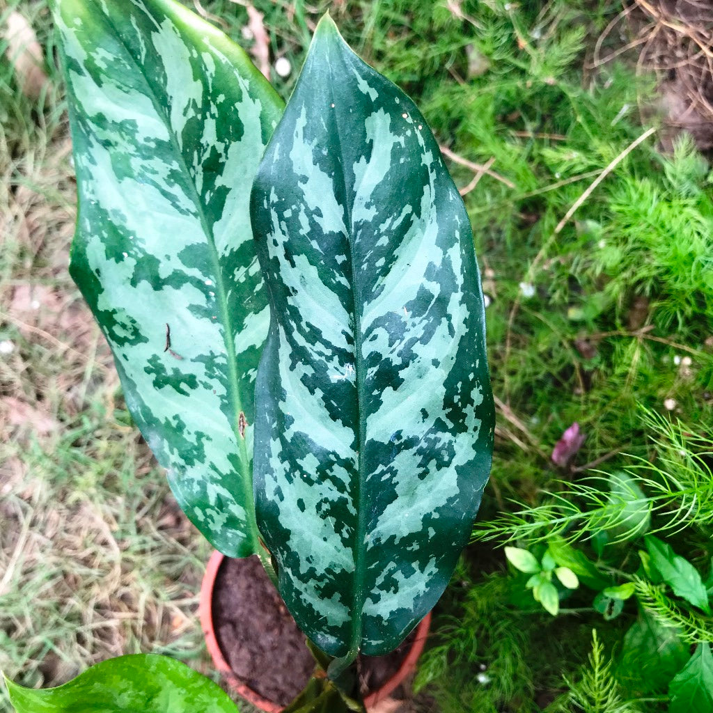 emerald beauty aglaonema Aglaonema Emerald Beauty Plant – Indoor Air Purifying Evergreen Foliage