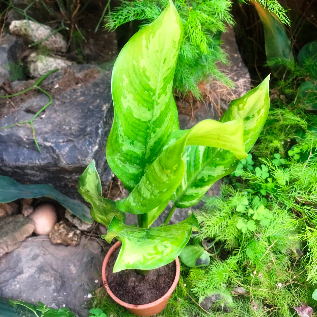 aglaonema emerald beauty maria Aglaonema Emerald Beauty Plant – Indoor Air Purifying Evergreen Foliage