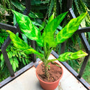 Aglaonema Emerald Beauty Plant