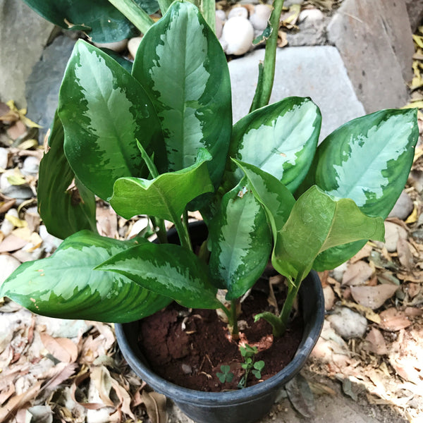 dracaena curly leaves Dracaena fragrans 'Burundii' – Glossy Green Indoor Cane main image 0